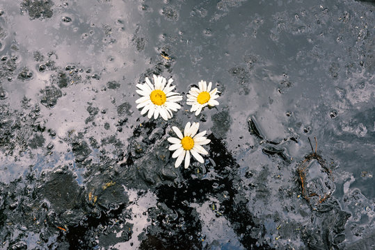 Three Daisies On A Background Of A Black Oil Slick. Oil Spill. Ecological Catastrophy. Nature Treatment Concept.