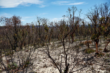 Scenes from burned bush areas in the Blue Mountains, New South Wales, Australia