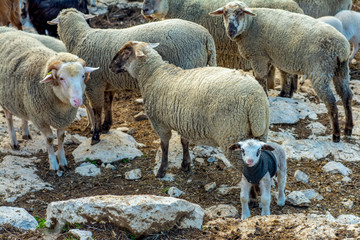 Cute little lambs during sunrise