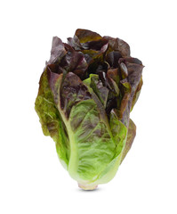 Baby cos lettuce leaves isolated on white background