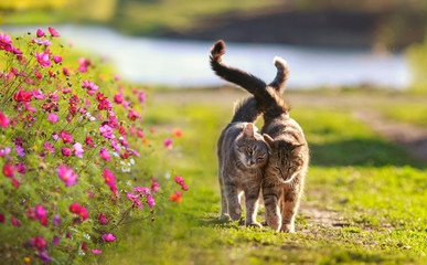 Fototapeta two cute striped lovebirds are walking on the green grass in the Sunny spring garden among flowers obraz