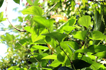 Fototapeta na wymiar green leaves of apple tree in spring