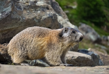 Murmeltier Alpen Höhle Nagetier Felsen Winterschlaf Sommer Nahaufnahme Porträt Berge Zermatt Wallis Schweiz typisch Hochgebirge Pfeifen Warnung zutraulich Flucht Höhle Untergrund 