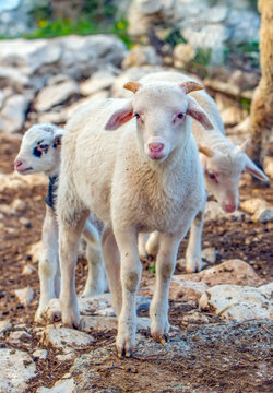 Cute little lambs during sunrise