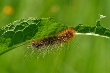 Raupe vom Braunen Bär in Bayern	
