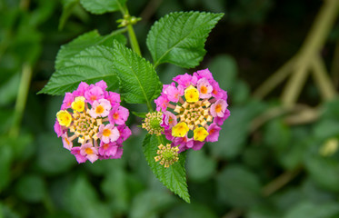 beautiful Lantana camara exotic tropical flower. plant that changes the color of its many flowers several times during flowering. distribution in tropical areas of America, Asia and Africa.
