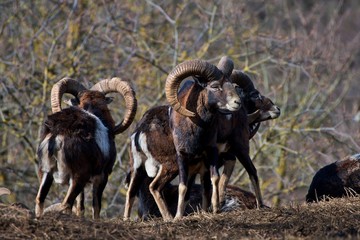 European mouflon Ovis aries musimon in natural environment, Carpathian forest, Slovakia, Europe