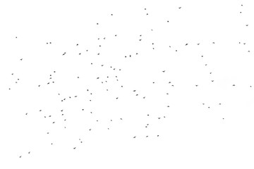 Flock of birds isolated on white background