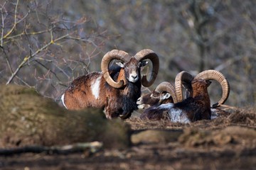European mouflon Ovis aries musimon in natural environment, Carpathian forest, Slovakia, Europe
