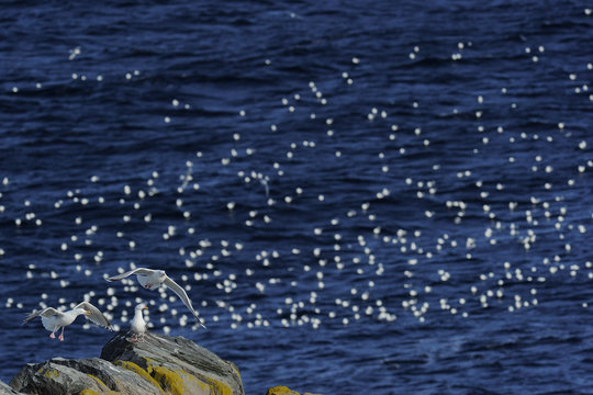 Gulls in the Arctic Ocean