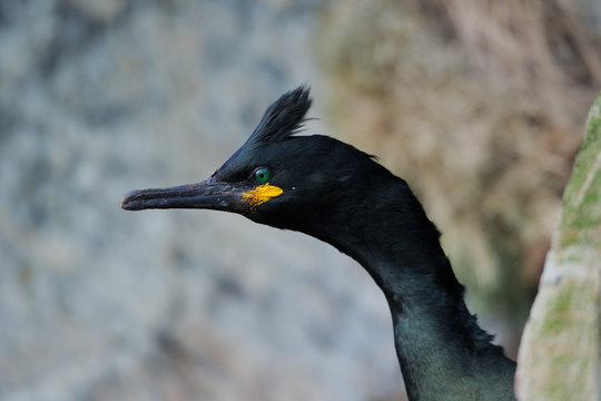Black bird with yellow spot under its eye
