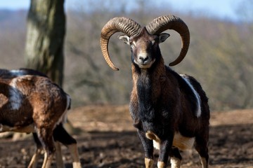 European mouflon Ovis aries musimon in natural environment, Carpathian forest, Slovakia, Europe