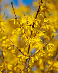 Yellow flower in the park in spring