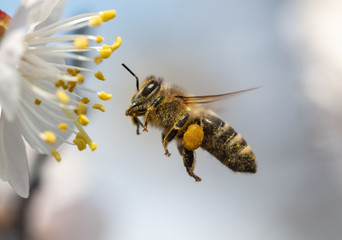 A bee collects honey from a flower