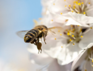 A bee collects honey from a flower