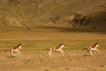 Tibetan Wild Ass or Kiang