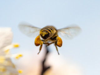 A bee collects honey from a flower