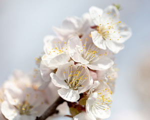 Fototapeta premium Beautiful apricot flowers in nature