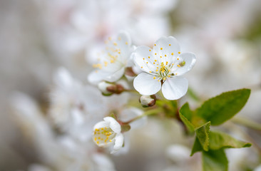 White flowers on a fruit tree on nature