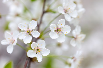 White flowers on a fruit tree on nature