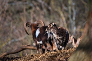 European mouflon Ovis aries musimon in natural environment, Carpathian forest, Slovakia, Europe