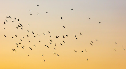 A flock of birds at dawn