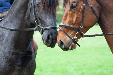 pferdeverhalten ein friese und ein warmblut begr&uuml;ssen sich mit den n&uuml;stern