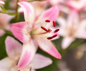 Pink flower in the park.