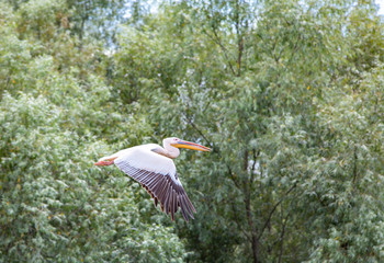 Wild birds paradise - River Danube in Romania - Delta, nature pure in a water world as seen from a...