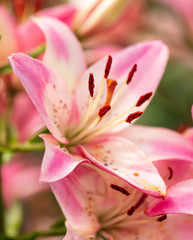 Pink flower in the park.