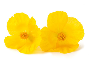 Yellow  poppy flowers