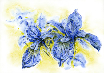 The Iris on yellow background