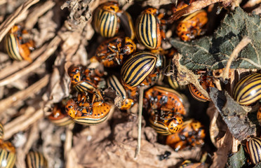 Dead Colorado beetles are lying on the ground