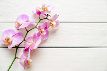 A branch of purple orchids on a white wooden background