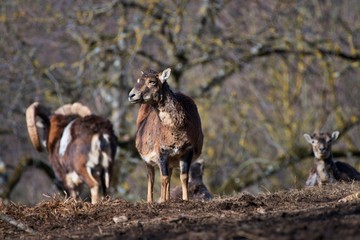 European mouflon Ovis aries musimon in natural environment, Carpathian forest, Slovakia, Europe