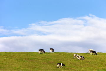 日本・北海道東部の弟子屈町、牧場の牛