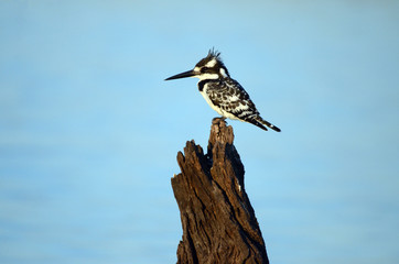 A pied kingfisher perches by the Chobe River in Botswana