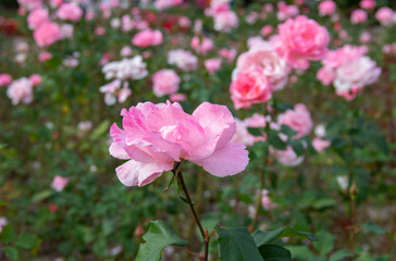 Pink rose flowers in beautiful  garden at the morning, summertime. the splendor of the flowering plants. lovely flower background of roses. International women's day March 8