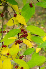 Obraz premium bunch of red berries from heavenly bamboo, Nandina domestica.monotypic genus of flowering plants in the family Berberidaceae.