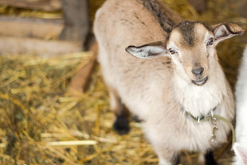 portrait of a young goat