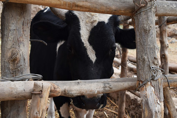 Fotografía de un toro dentro de una jaula de madera tomada en Ica Perú