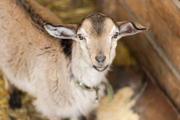 portrait of one brown young goat standing in a stall and looking into the frame
