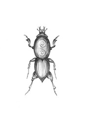 The Hypocephalus Armatus