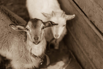 monochrome portrait of two young goats standing in a close-up in the drive