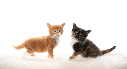 side view studio portrait of two cute 5 week old maine coon kittens standing on  fake fur isolated on white background looking at camera curiously