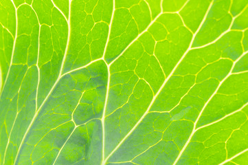 green leaf plant close-up macro photo