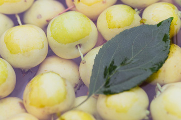 yellow apples in water, close-up, selective focus