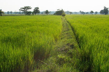 green field of rice