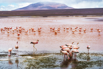 Naklejka premium Flamingoes in Laguna Colorada, Eduardo Avaroa Andean Fauna National Reserve, Bolivia