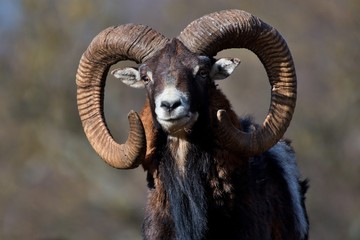 Portrait of Ovis aries musimon European mouflon, Carpathian forest, Slovakia, Europe